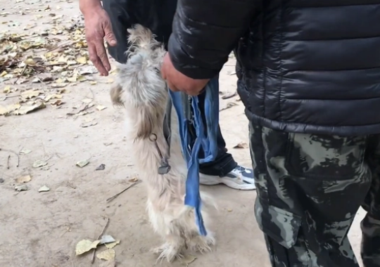 面对讨好的小狗,主人请求买家善待它,可转眼间,狗狗就进狗肉车 面对讨好的小狗,主人请求买家善待它,可转眼间,狗狗就进狗肉车