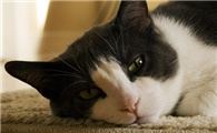 猫得尿结石什么原因引起的呢