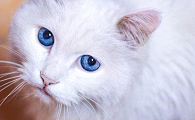 美短猫为什么不能养两只