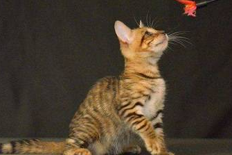 猫咪嘴巴腥臭流血怎么办 猫咪嘴巴腥臭流血怎么办