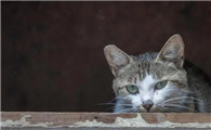 得了猫癣的猫还能养吗