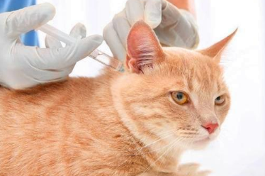 猫后腿无力是猫瘟
