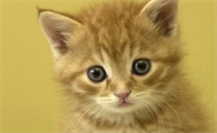 猫咪眼睛有白色絮状物