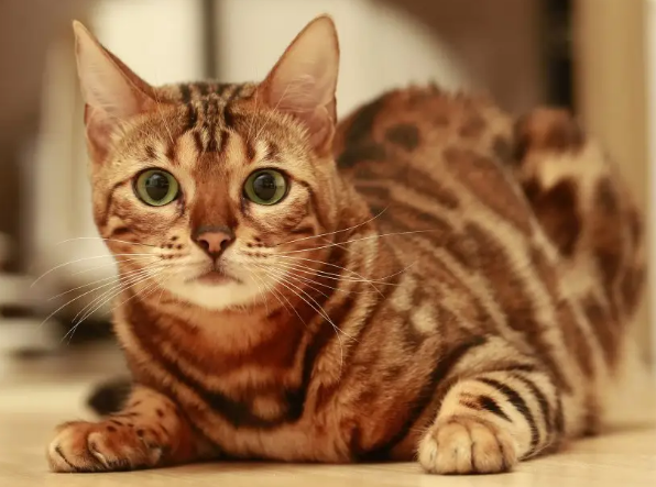 猫咪口炎多久可以好