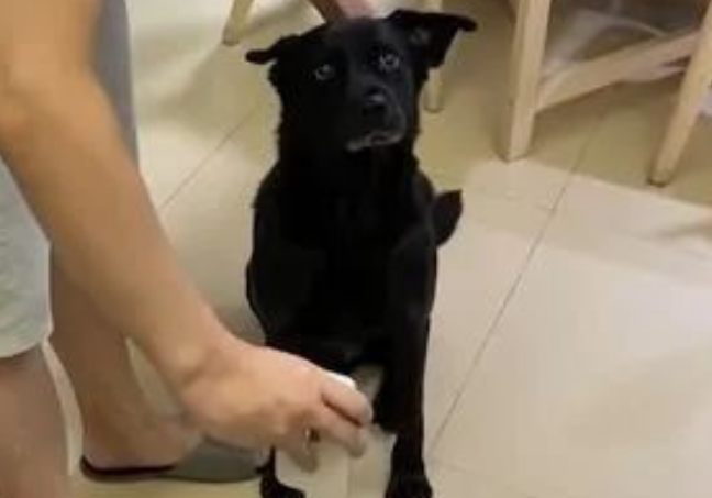 狗子和7天没回家的主人视频,听到声音含泪握手:快回来啦 狗子和7天没回家的主人视频,听到声音含泪握手:快回来啦