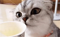 小猫吐黄水怎么回事