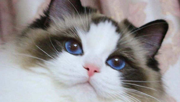 布偶猫最怕什么 布偶猫最怕什么
