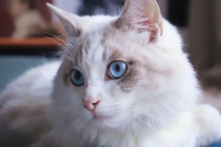 猫拉屎为什么要埋起来？我来告诉你答案！