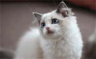猫奶水不足的表现有哪些