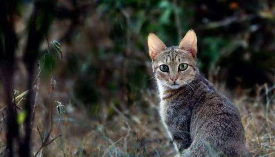 5000万年前的这种生物,竟是猫和狗的共同祖先,模样你猜不到 5000万年前的这种生物,竟是猫和狗的共同祖先,模样你猜不到