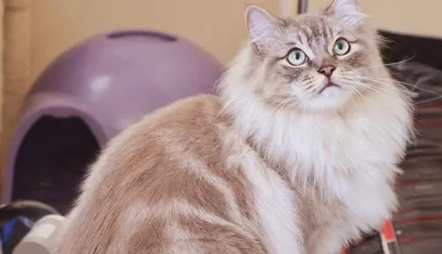 褴褛猫怎么配出来的?其实是这样配种的 褴褛猫怎么配出来的?其实是这样配种的