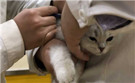猫是不是必须要打疫苗