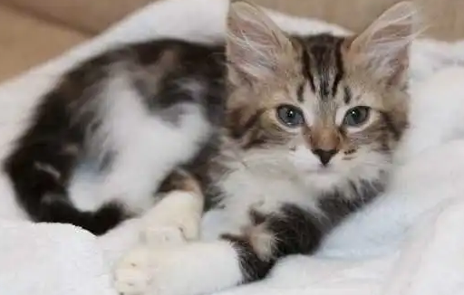 50天小猫有点拉稀怎么治疗