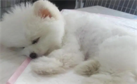 狗狗拉肚子屁股红肿
