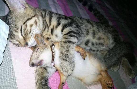 松鼠被关进笼子，猫咪的做法，却令主人哭笑不得