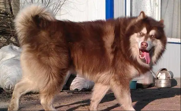 流浪泰迪犬咬人,原饲养人被判赔1600余元!三起“狗官司”解读 流浪泰迪犬咬人,原饲养人被判赔1600余元!三起“狗官司”解读