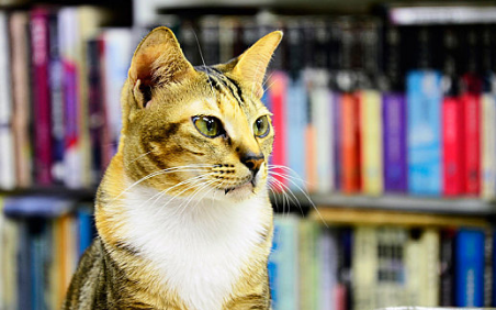 猫咪到了新环境一直叫怎么回事