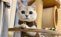 猫打完缩宫素多久有反应啊