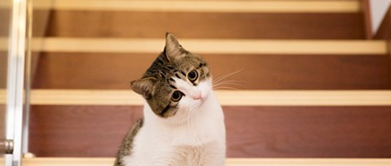 春天猫换毛期持续多久啊 春天猫换毛期持续多久啊
