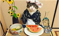 猫咪除了吃猫粮还吃什么补充营养