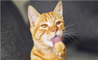 猫咪为什么会吐舌头喘气