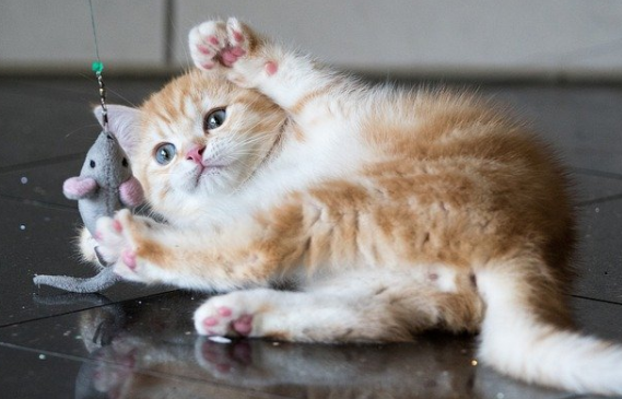 刚出生的猫身上有跳蚤怎么办啊