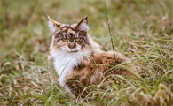 猫肚子里有硬块是怎么回事