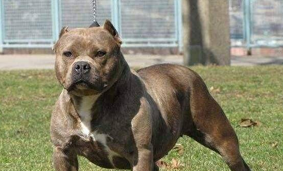 比特犬几个月开胸发头?原来竟是这时候~ 比特犬几个月开胸发头?原来竟是这时候~