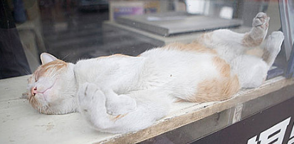 猫咪起猫癣了怎么办 猫咪起猫癣了怎么办