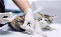 一直在家的猫咪需要打疫苗吗