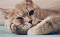小猫得了猫癣用什么药