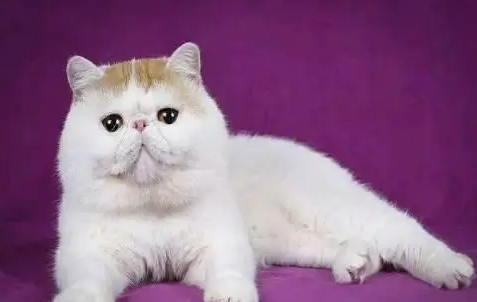 宠主带你了解：加菲猫为什么净梵的贵？