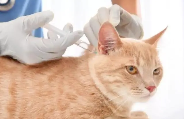 猫咪只打了一针疫苗会怎么样吗 猫咪只打了一针疫苗会怎么样吗