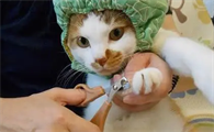 小猫多久剪一次指甲合适