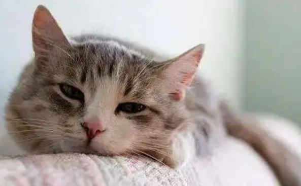 一个月大的小猫拉稀怎么办 一个月大的小猫拉稀怎么办