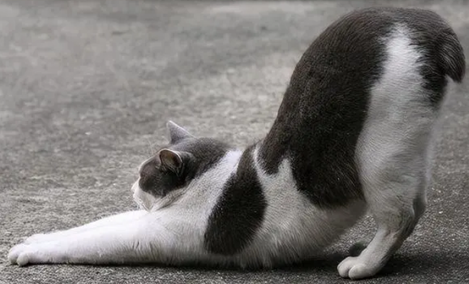 猫把背拱起是什么原因?它可能并不是在伸懒腰哦