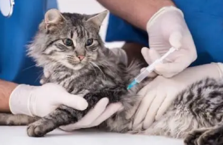 宠物猫需要打疫苗吗
