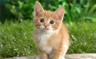 两个月大的小猫发烧了怎么办
