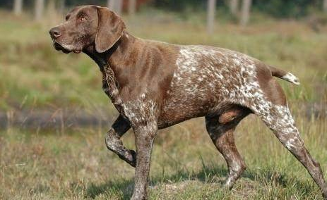 英国波音达犬性格凶不凶?本文告诉你 英国波音达犬性格凶不凶?本文告诉你