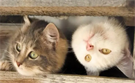 猫咪口臭是什么原因