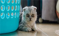 得过猫瘟的猫排毒期多久能好
