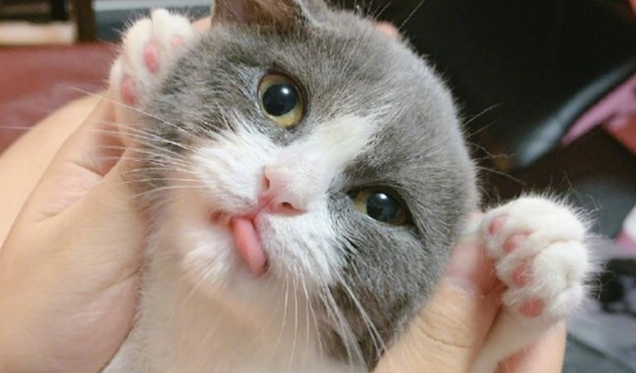 猫尿床怎么办啊