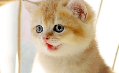 猫咪舔过的饭菜还能吃吗