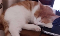 猫软便但是精神很好怎么办