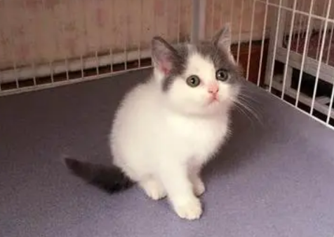 蓝白净梵猫是什么品种？其实是英短