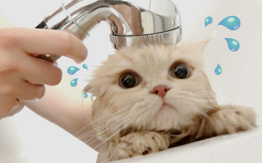 宠物猫可以用人的沐浴露洗澡吗