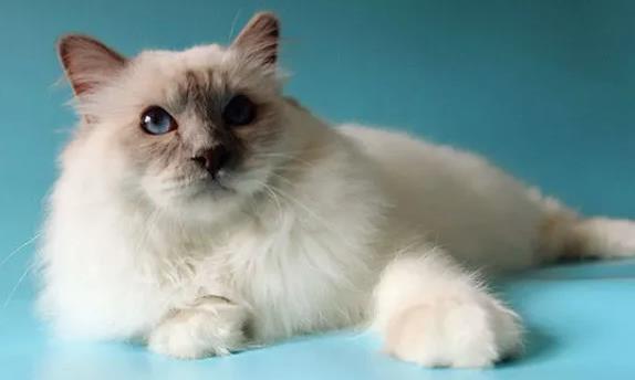 伯曼猫多少钱一只