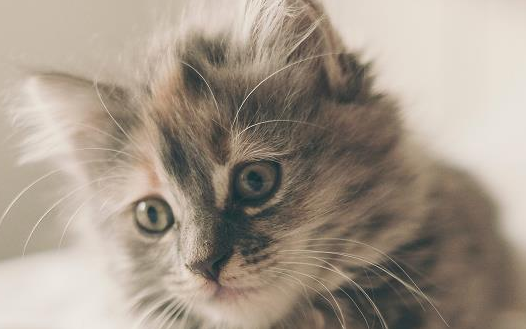 小猫多大可以走路