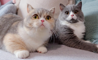 猫咪打喷嚏怎么办