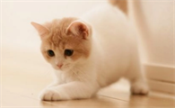 猫可以喝自来水吗